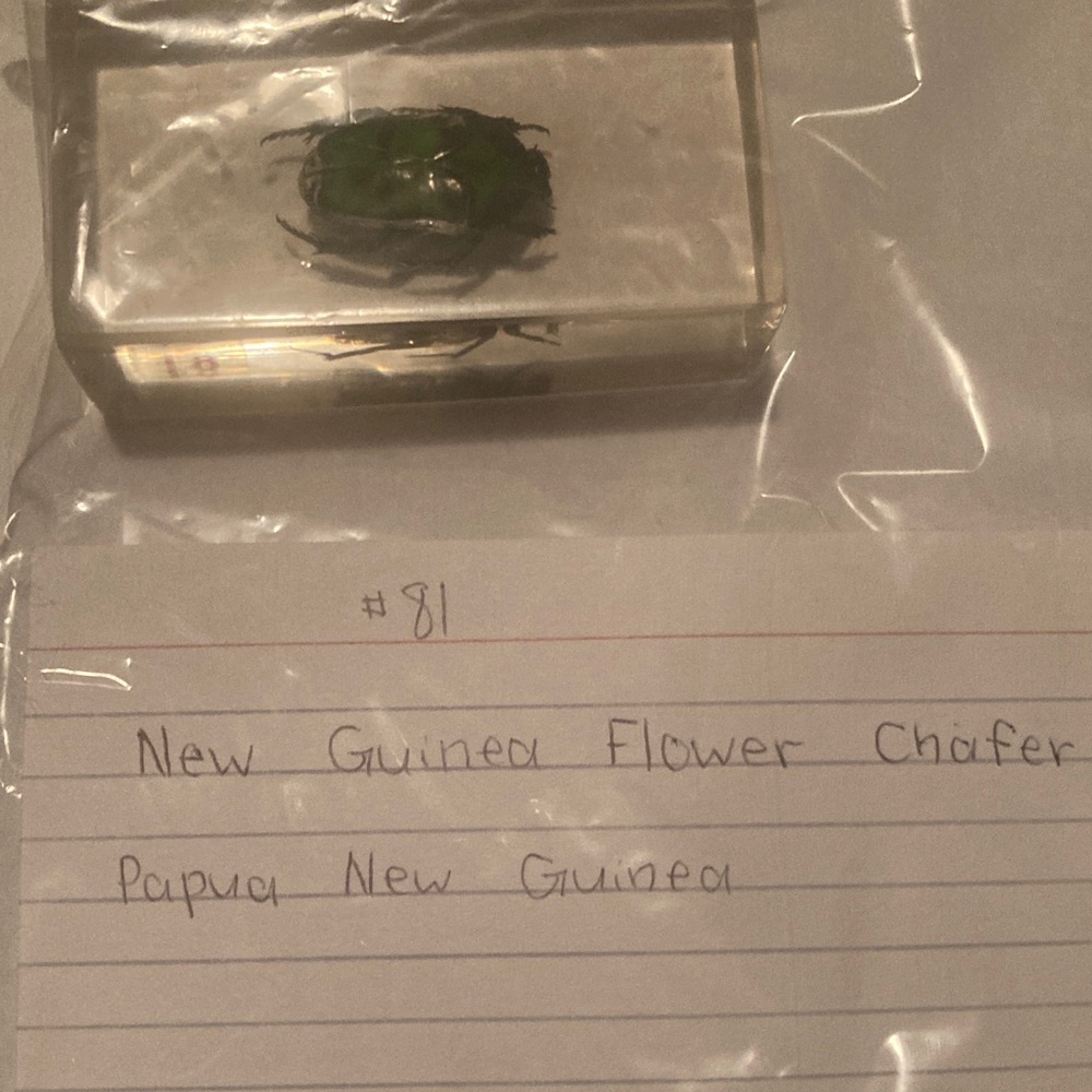 New Guinea Flower Chafer - Papua New Guinea
